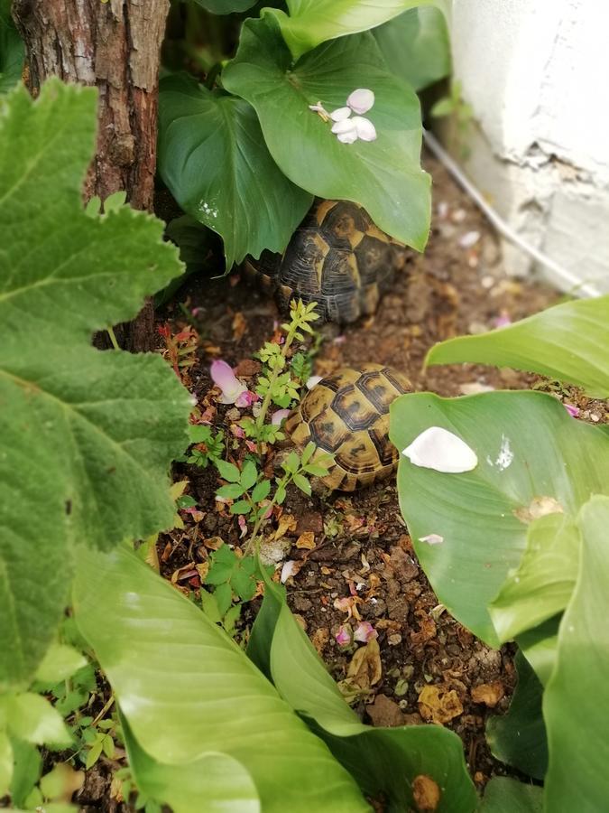 南海滩别墅 辛尼莫雷特 外观 照片
